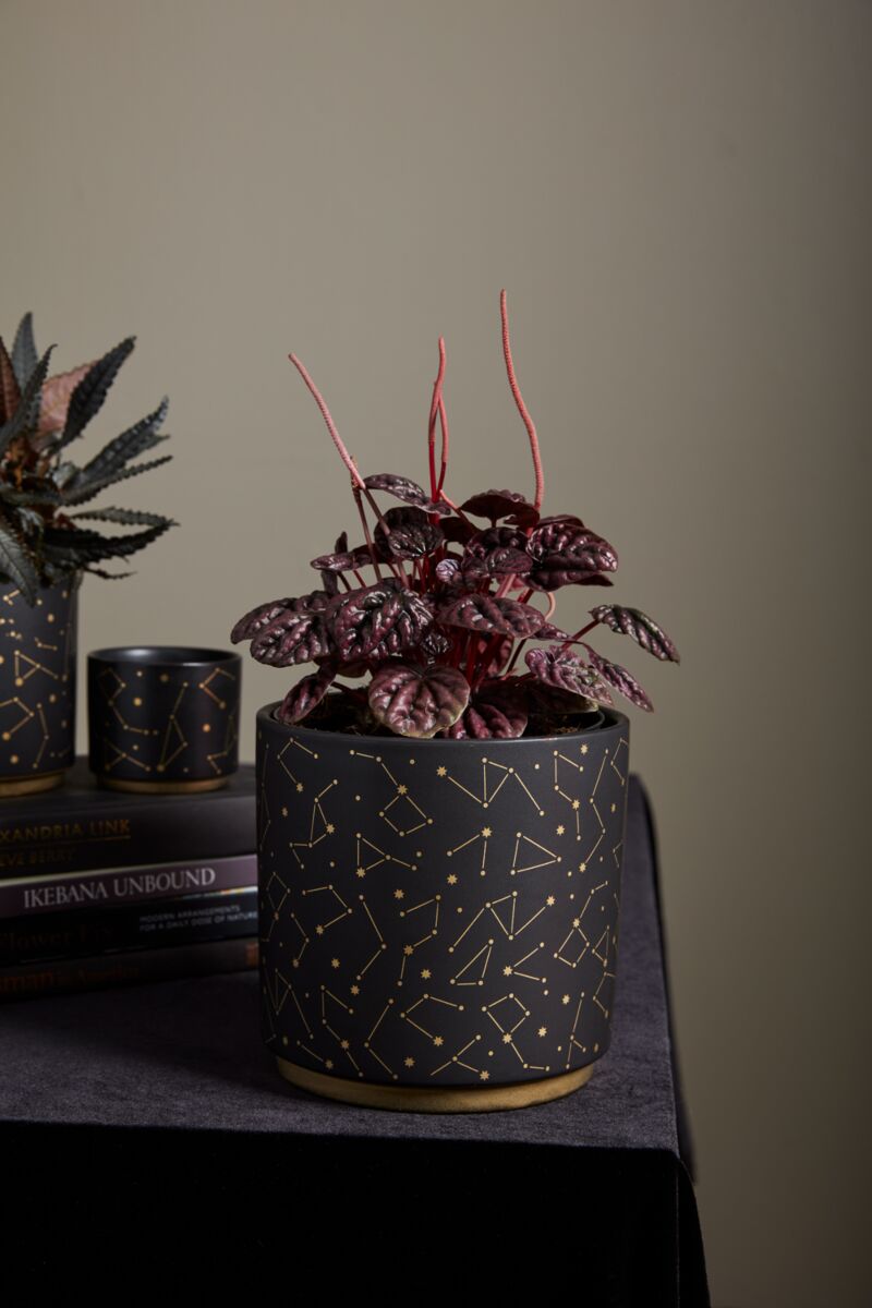 Starry Sky's Planter Pot